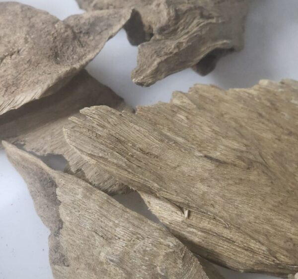 عود بابوه سوبر 117